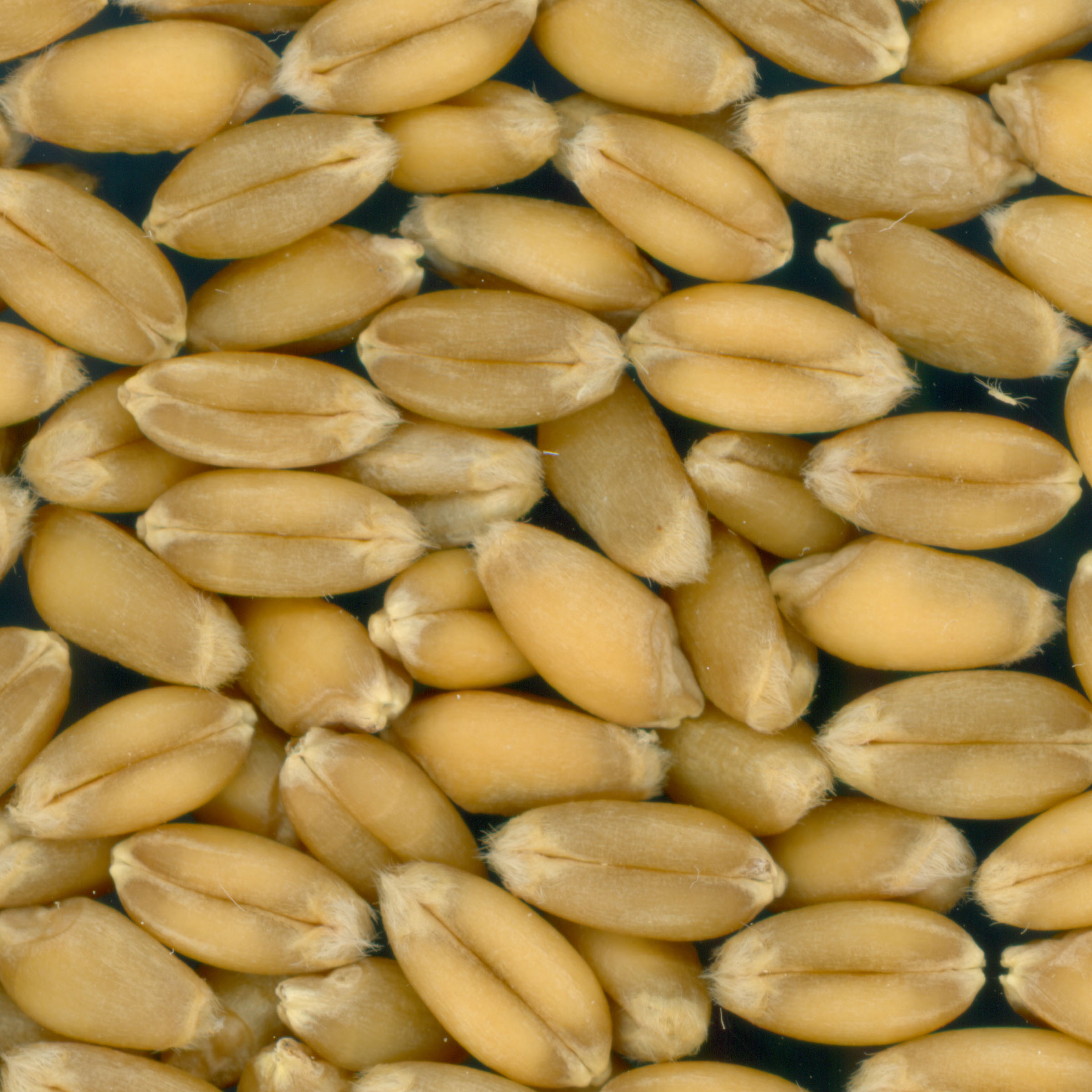 KERNELS
